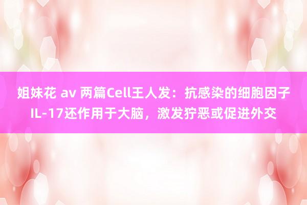 姐妹花 av 两篇Cell王人发：抗感染的细胞因子IL-17还作用于大脑，激发狞恶或促进外交